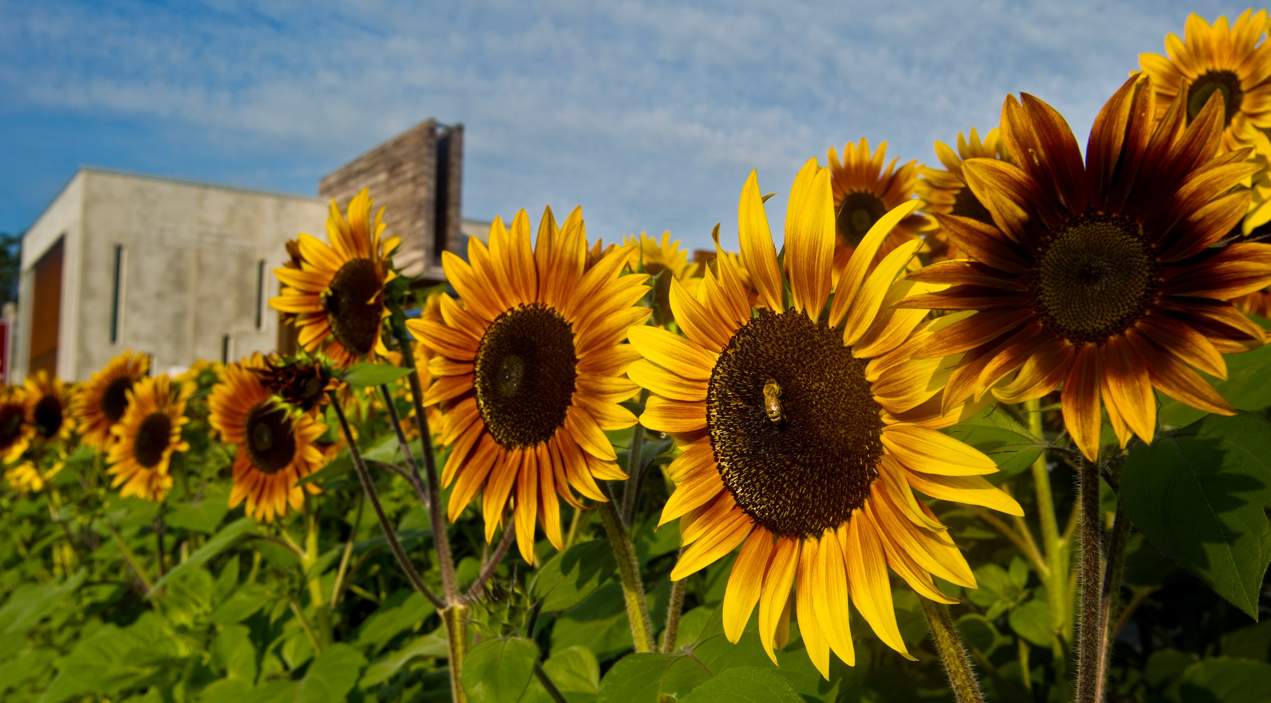 Sunflowers blooming on campus